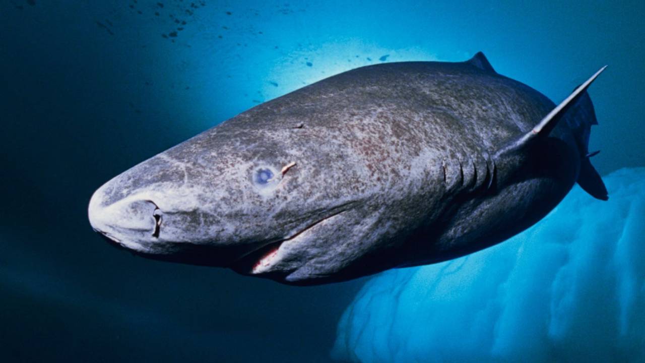 plus vieux requin