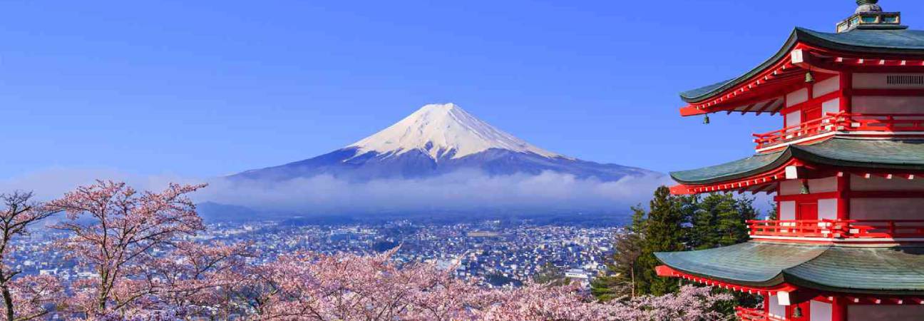 saison cerisier japon