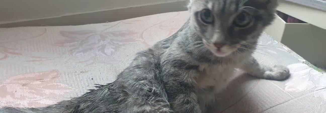 pharel chaton bondy