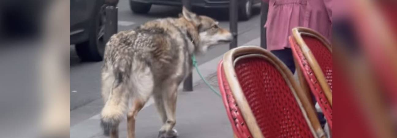 loup rues paris