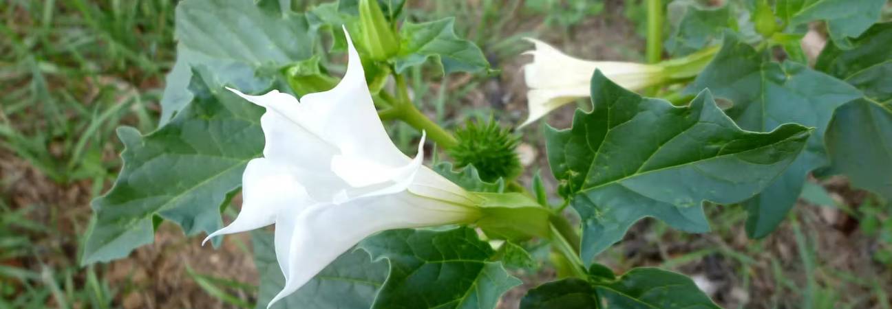 le datura drogue