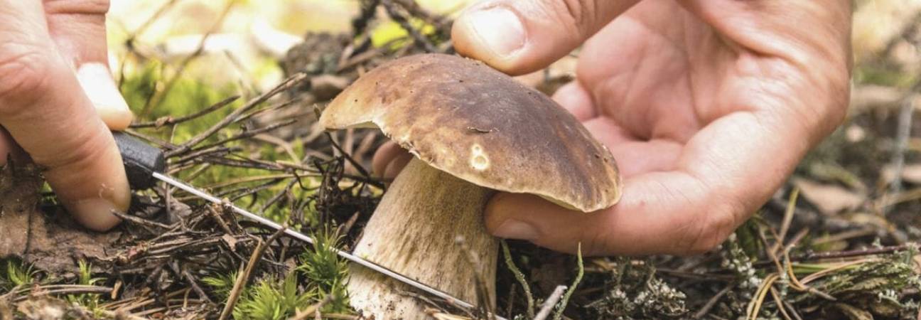 couteau poche champignon