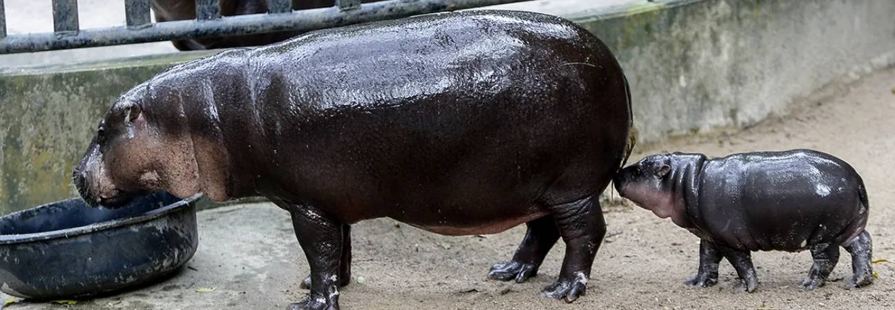 moo deng nain