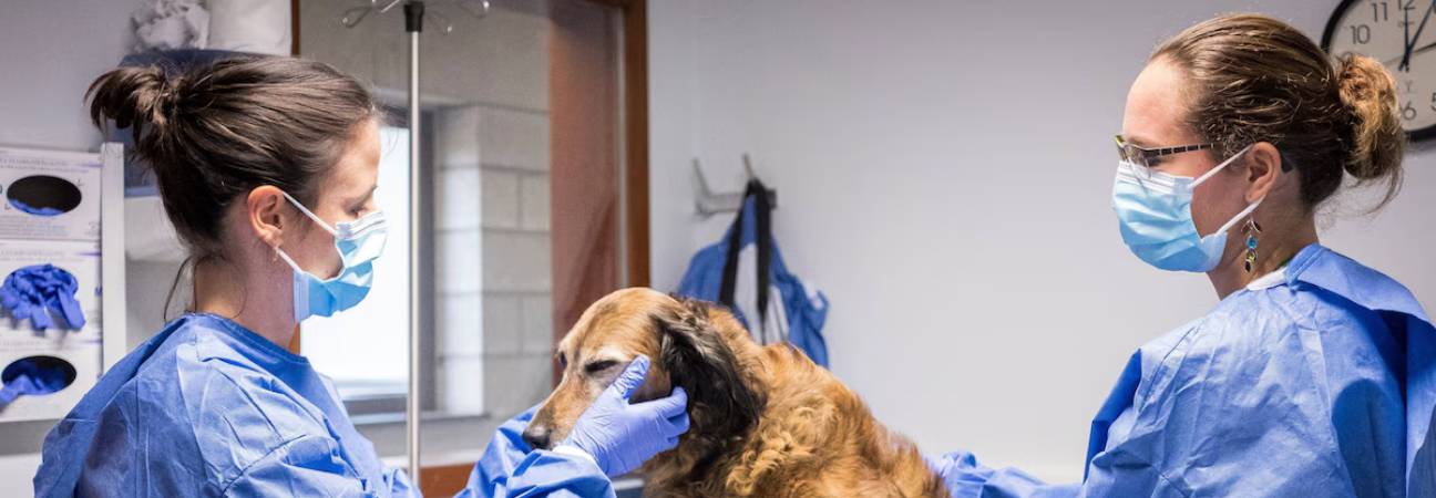 specialites bac devenir veterinaire