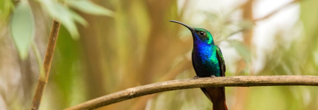 travailler oiseaux