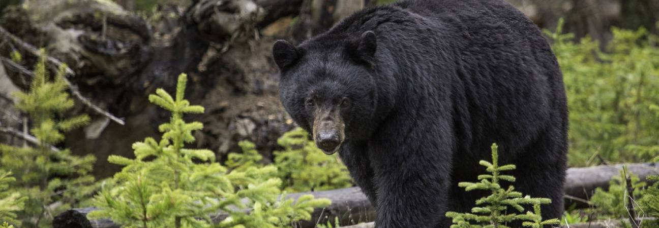 wwf animaux sauvage declin