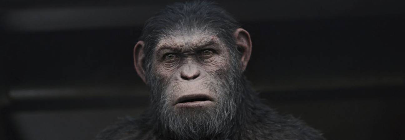 43 singes laboratoire