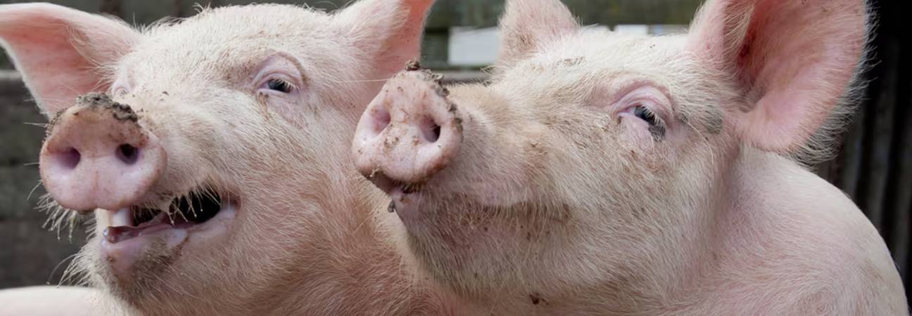 grippe porc