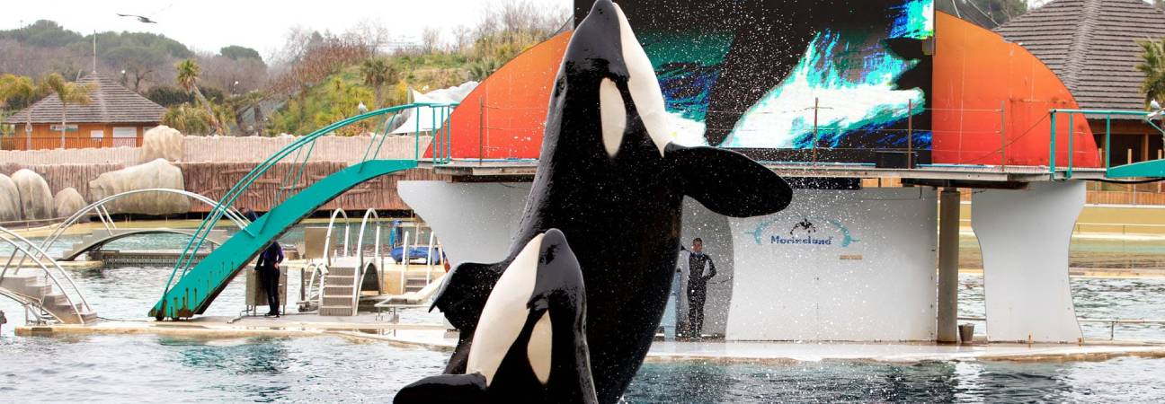 orques marineland