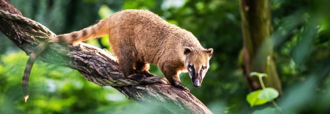 bresil biodiversite