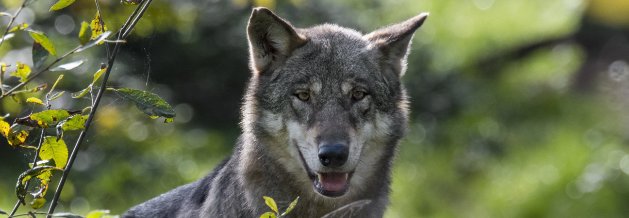 loup france