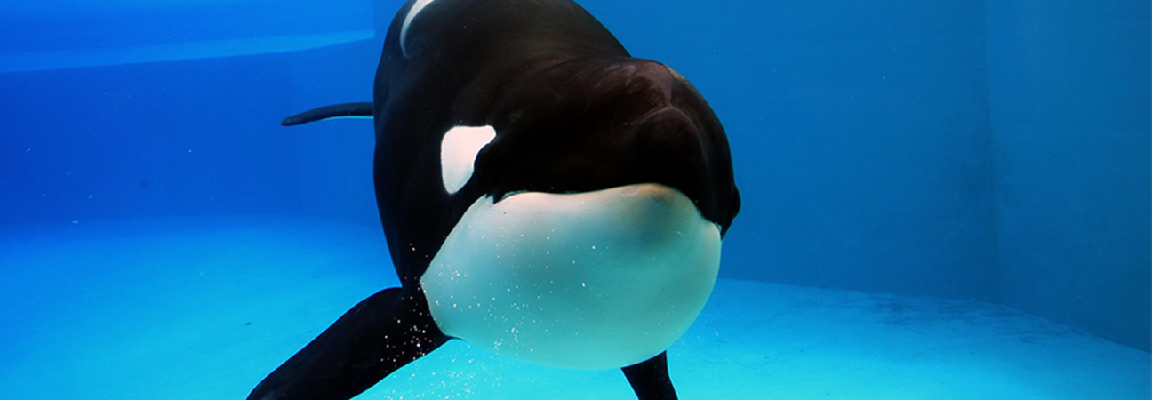marineland fermeture parc