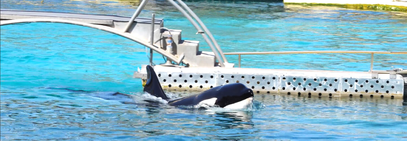 orque marineland transfert