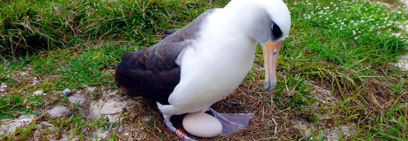 wisdom albatross