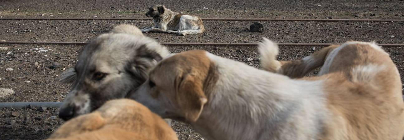 chien maroc