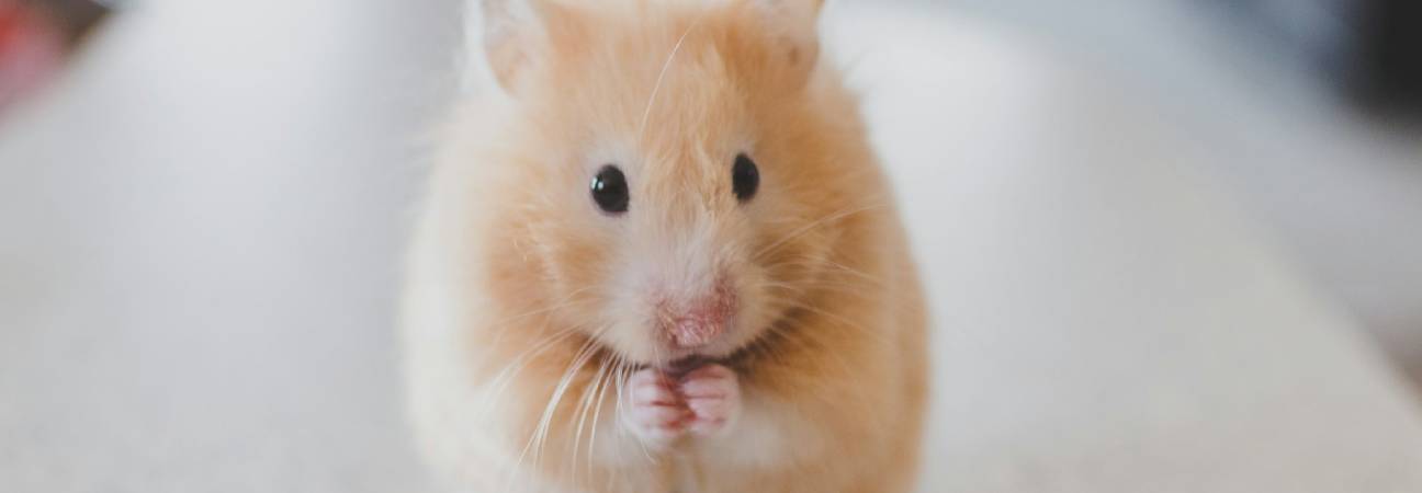 souris etudiant amende