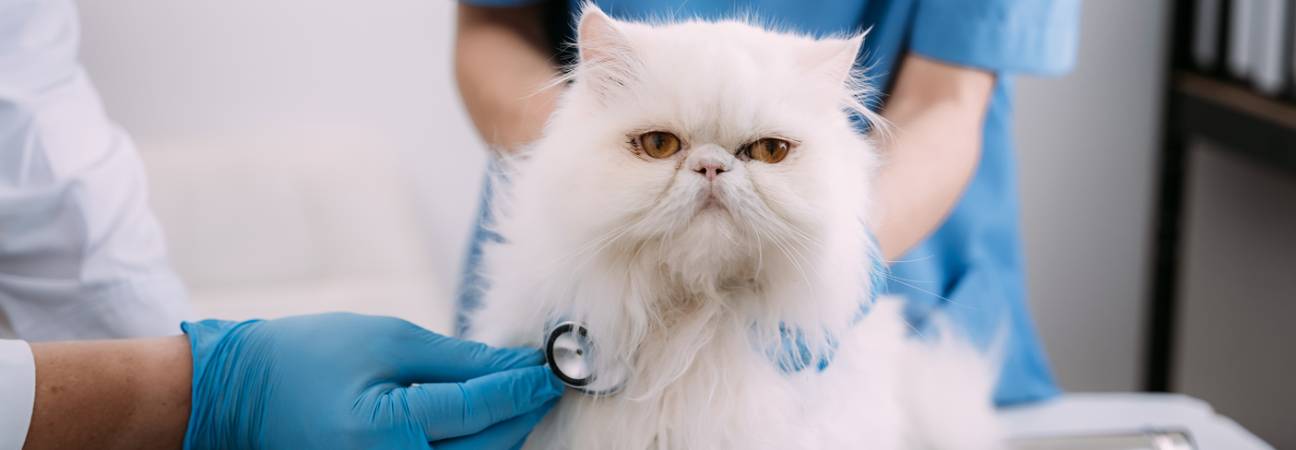 veterinaire universite