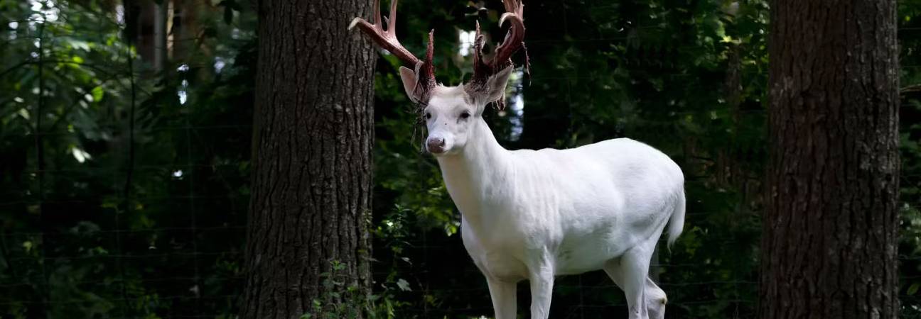 cerf blanc