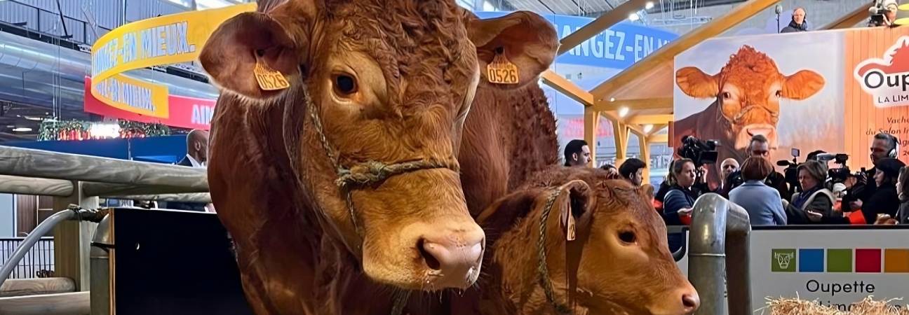 oupette vache
