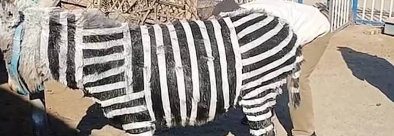 zoo chine zebre