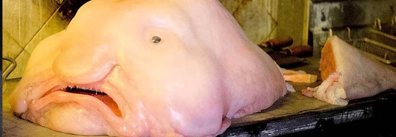 blobfish