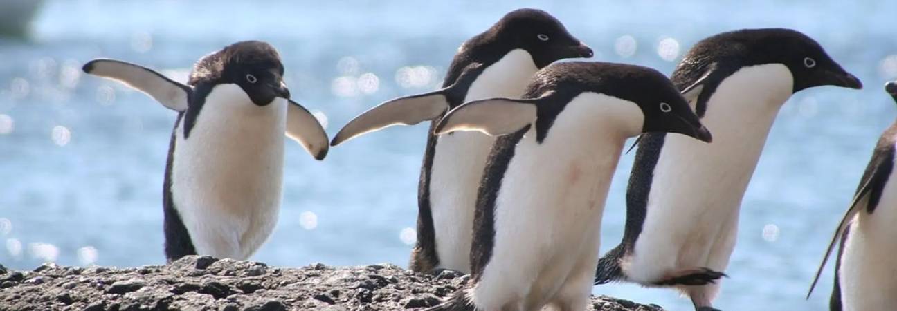 pingouin manchot difference