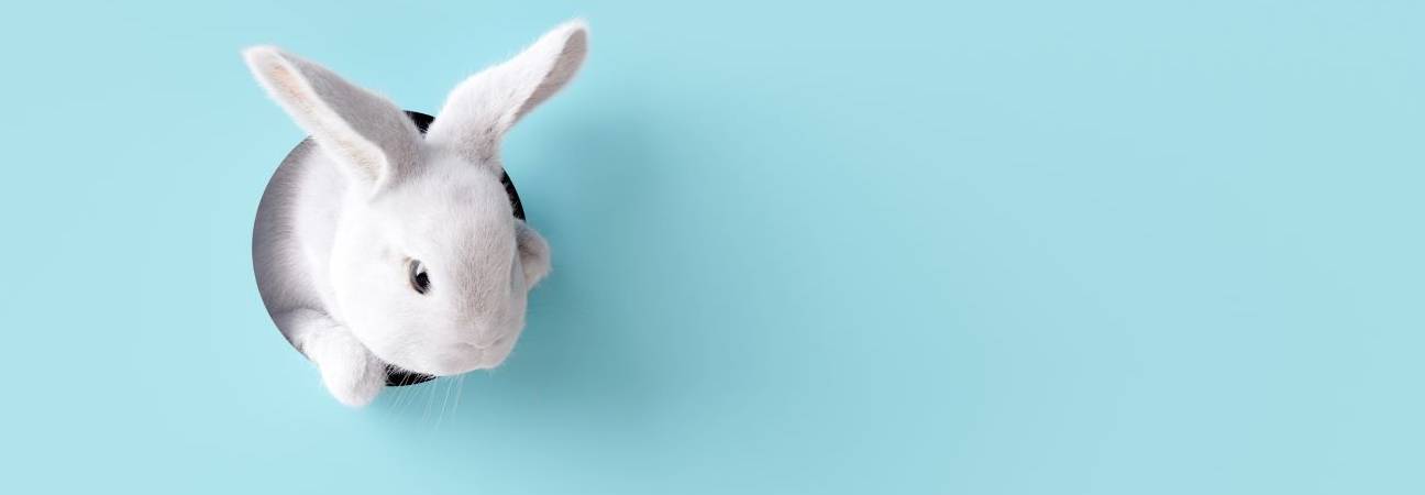 taxe lapin 2025