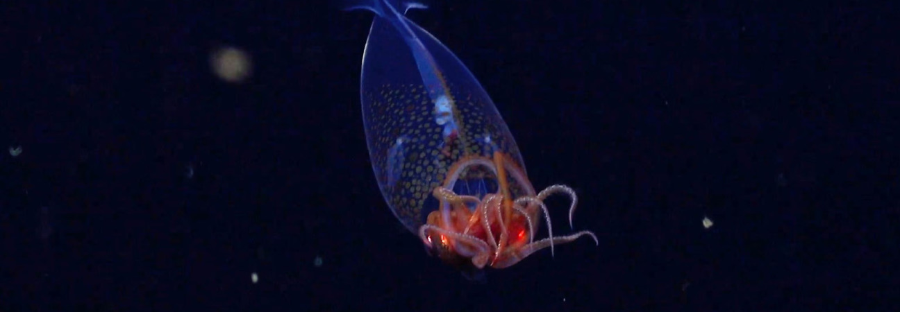 calamar colossal