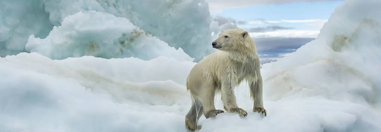 changement effet climatique ses