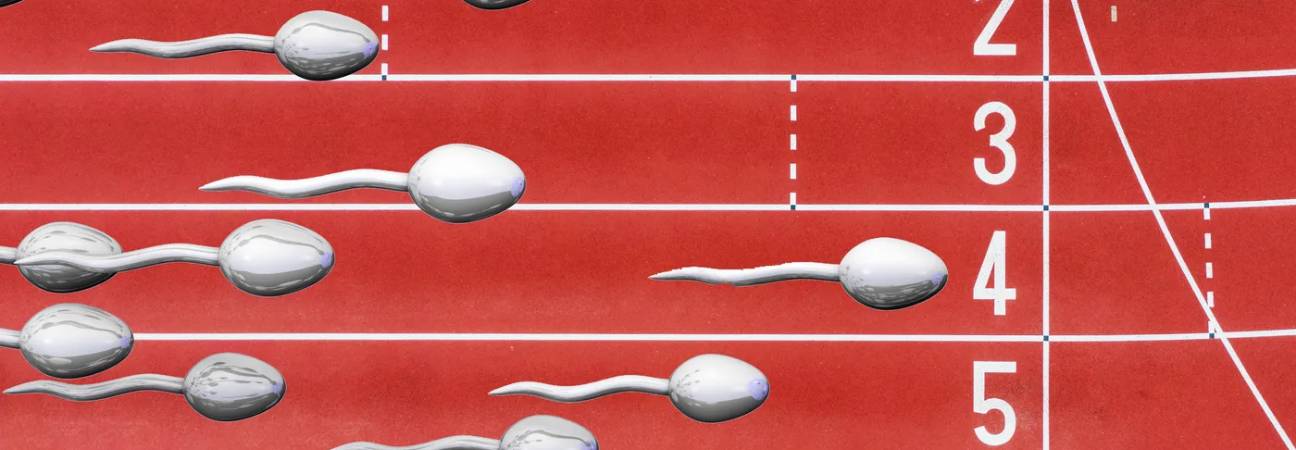 course spermatozoid