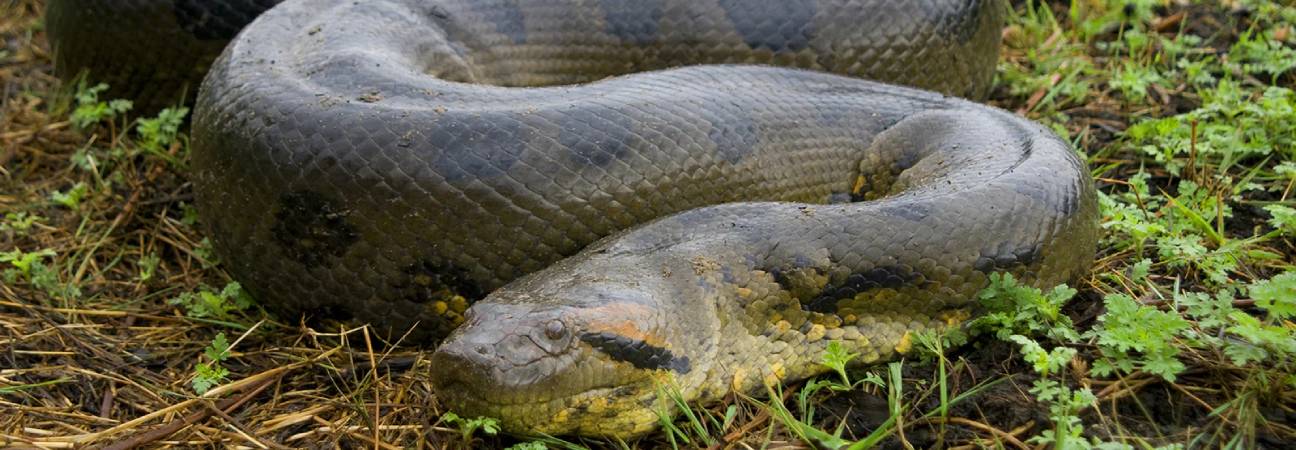 Anaconda vert Amazonie