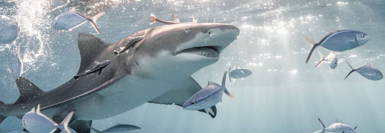 Attaque requin selfie
