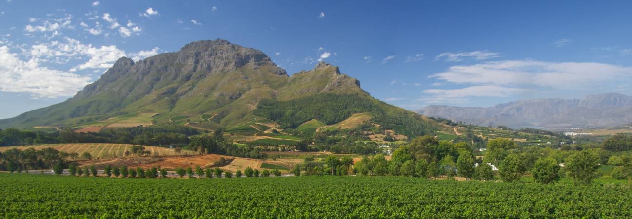 vin afrique du sud