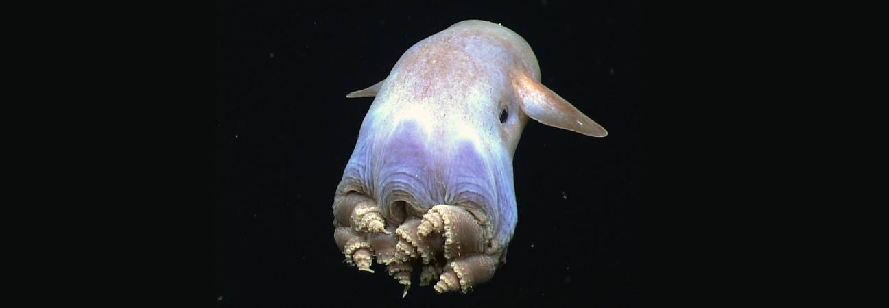 Grimpoteuthis feitiana