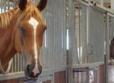 métiers aime chevaux