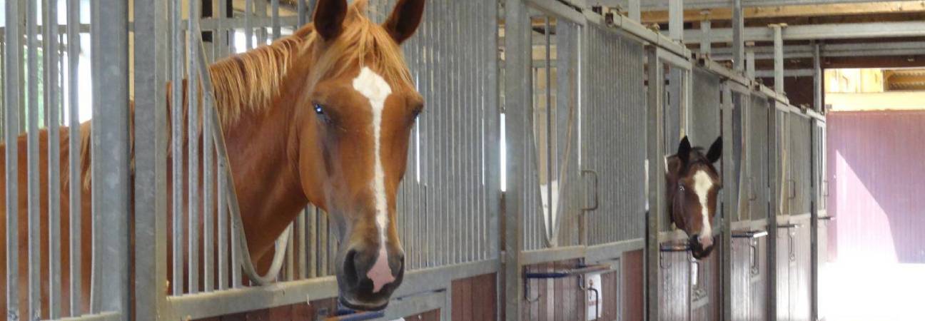 métiers aime chevaux