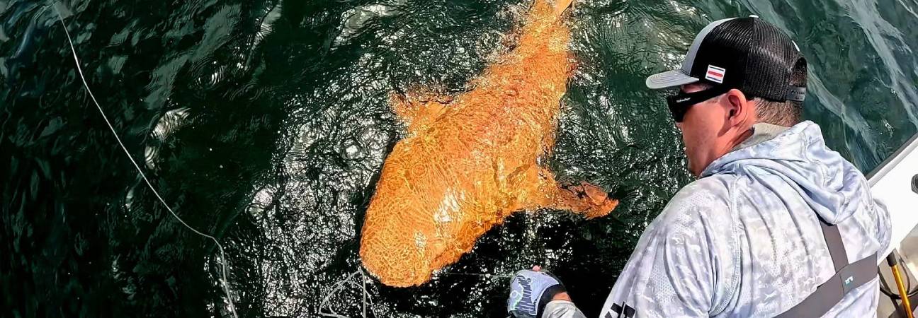 requin orange