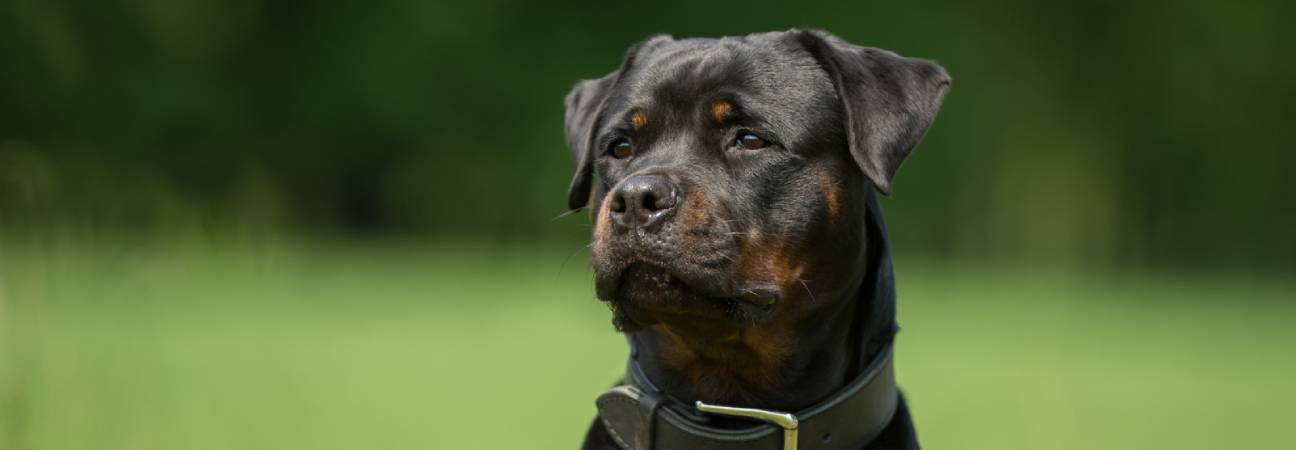 rottweiler attaque enfant