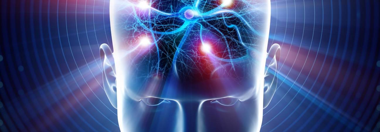 cerveau vessie