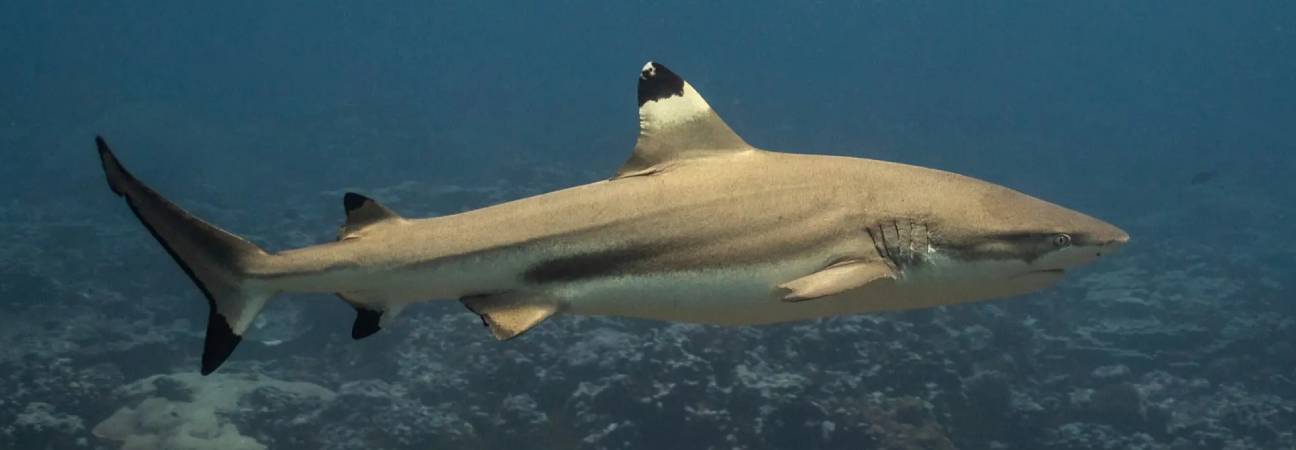 requin pointe noire