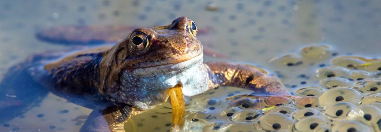 grenouille rousse mort