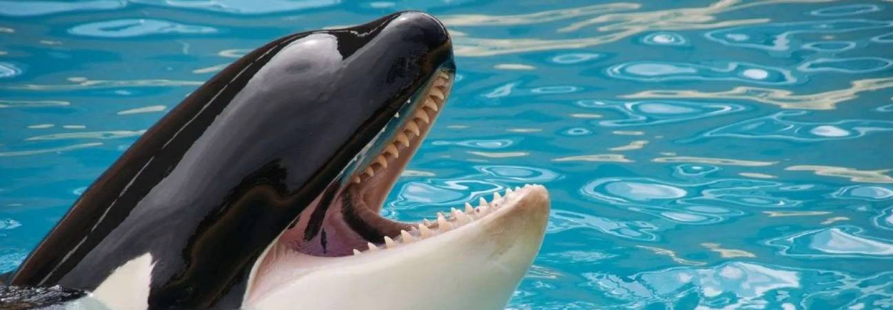 marineland orque danger