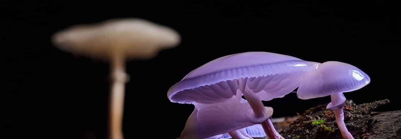 psilocybine