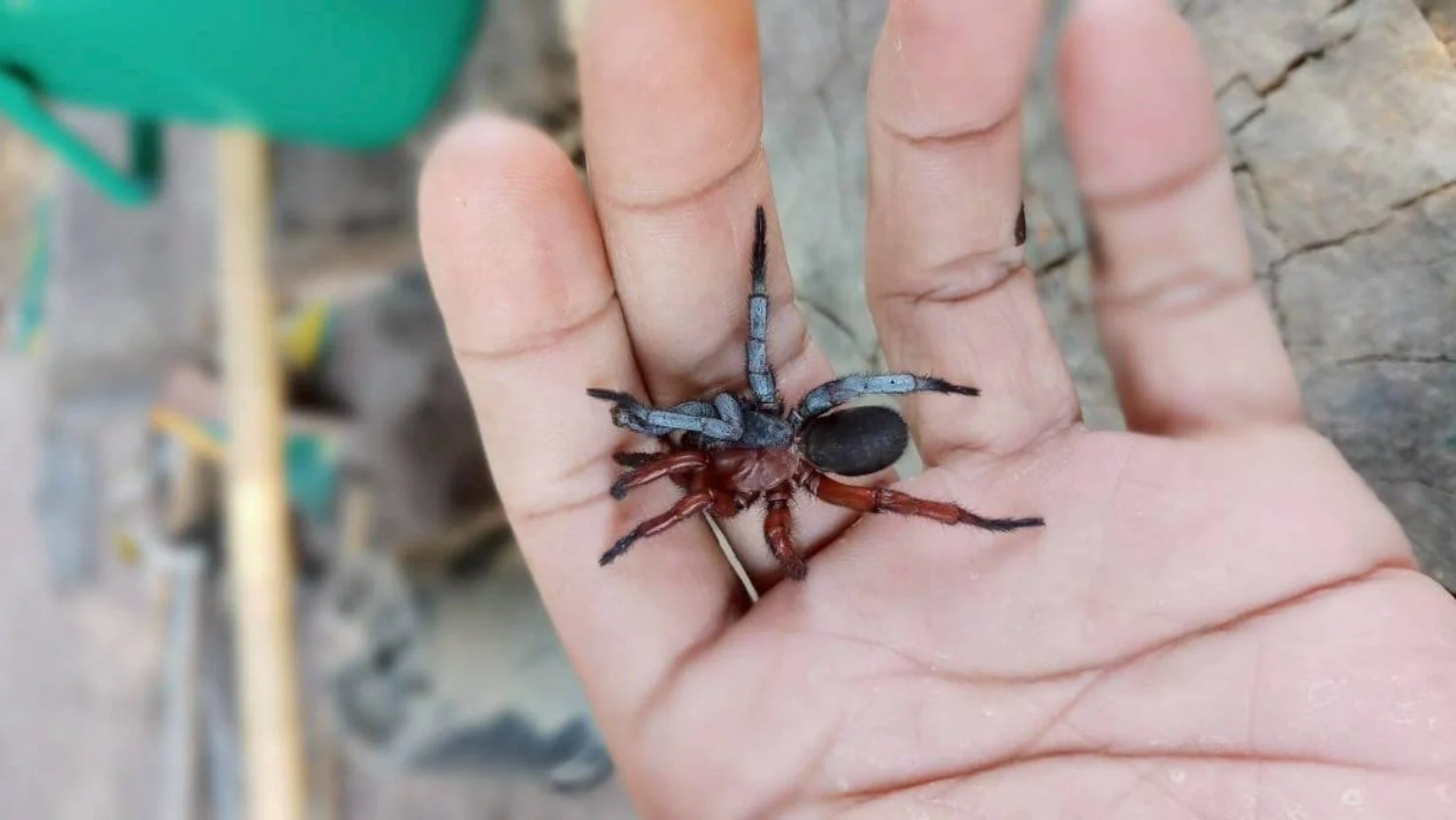 arraignee male femelle