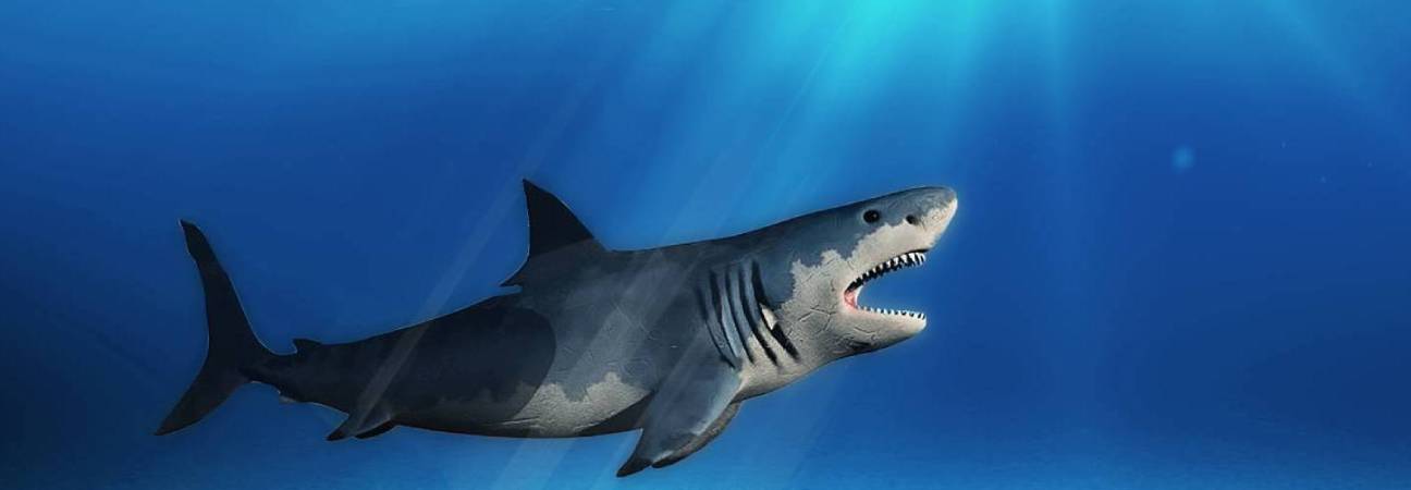 megalodon dent