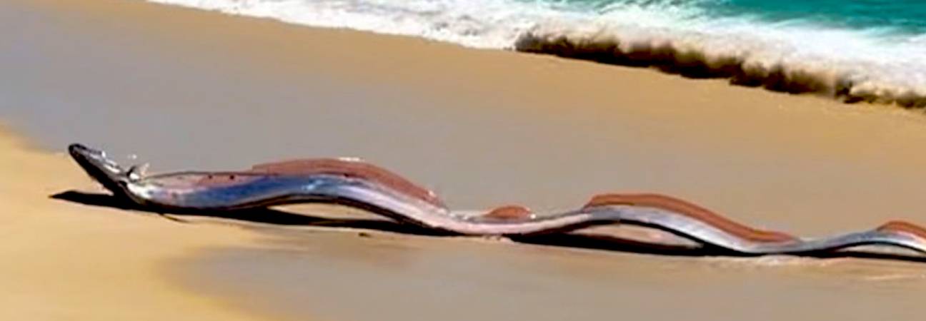 Poisson de l'apocalypse