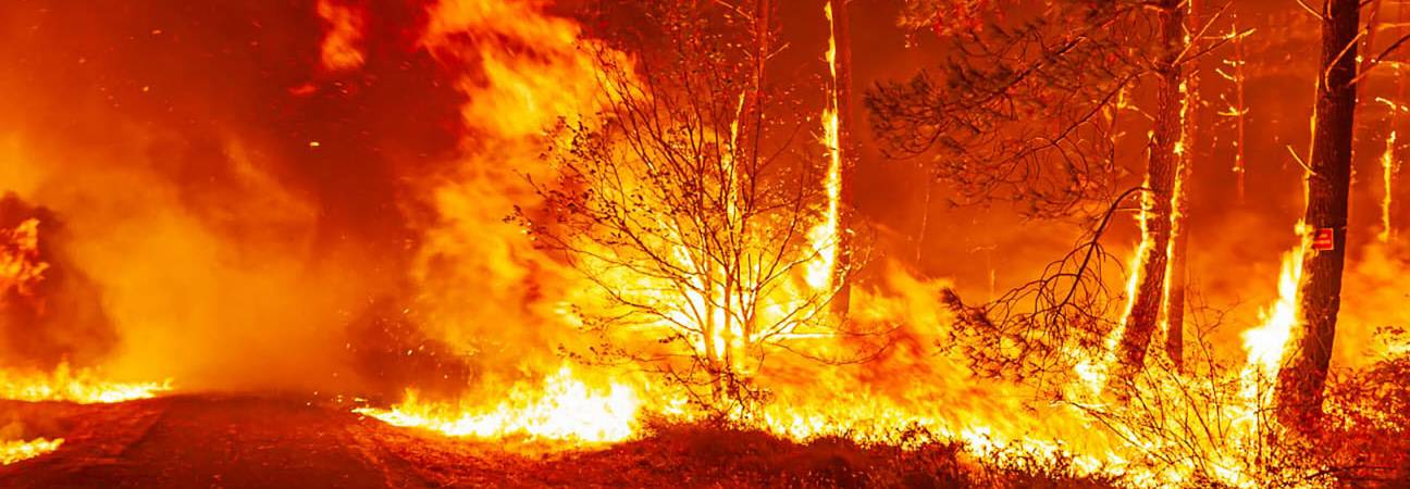 cout feu foret