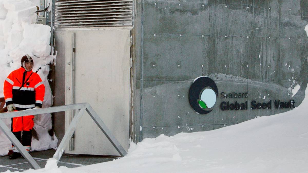 global seed svalbard