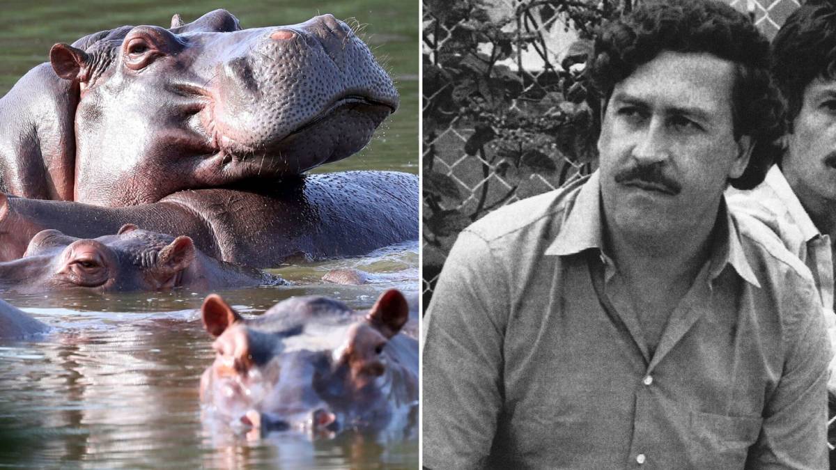 hippopotames escobar